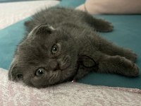 Oyuncu maya scottish fold