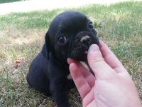 ırk harikası küt burun french bulldog