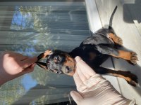 Sağlık IRK garantili Doberman Yavrularım