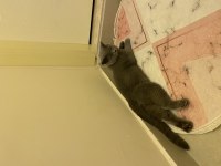 Eğitimli kısır uysal british shorthair