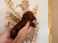 Kilo ve ırk garantili poodle bebeklerimiz