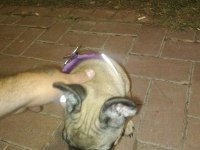 90 günlük french Bulldog aşıları karnesi çipi ful