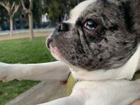 8 AYLIK FRENCH DİŞİ MERLE PIED DÖNEMİNDE YAVRU