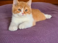 Red british shorthair