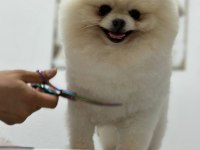 Orjinal şecereli pomeranian boo