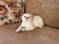 Safkan Minnak Scottish Fold Kızım