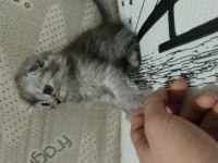 Scottish fold ve scottish straight yavrular 2 aylıklar
