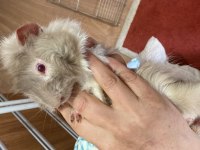 4 aylık guinea pig