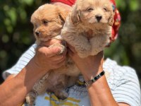 SAFKAN AŞILI VE ÇİŞ EĞİTİMLİ MALTIPOO BEBEKLER 