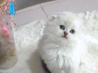 British shorthair ve scottish fold bebeklerim