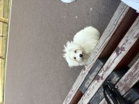 3 aylık terrier çok sevimli eğitimi başladı tuvalet