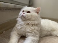 Ücretsiz British Longhair Sahiplendirme