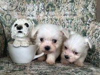 Tea cup maltese bebekler