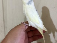 30 GÜNLÜK HARİKA ERKEK BEBEK MUHABBET KUŞU