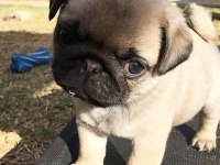 Sağlık Garantili Tuvalet Eğitimli Pug Bebekler