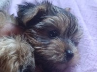 Teacup yorkshire terrier yeni yıl şekeri