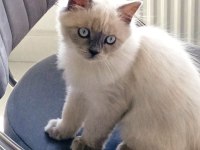4 aylık blue point kedimiz yeni yuvasını arıyor