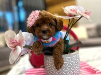 Tatlı mı tatlı mini Maltipoo baby