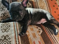 Son Erkek yavru 45 günlük french bulldog