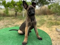 Manisa Malinois 45