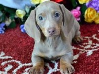 ISABELLA AND TAN DACHSHUND YAVRULARIMIZ NADİR RENK