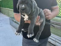 Tosun gibi yavru ve kaliteli köpeklerimiz için iletişime