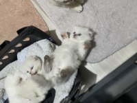 Scottish fold yavrular çok tatlı