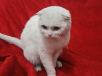 Kartopu scottish fold kedim yeni yuvasını arıyor