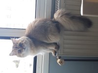 British longhair babası şecereli yavru