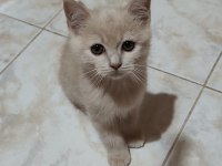 Anne ve yavruları kediler