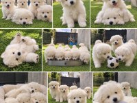 Samoyed Bebekler 