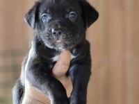 Cane Corso Yavruları