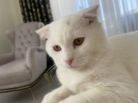 Scottish Fold Erkek Kedime Dışı Kedi Arıyorum