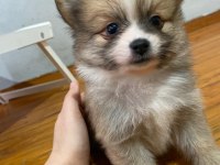 Pomeranian Yavrular