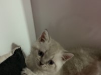 (Uygun) lynx point british shorthair yavrular