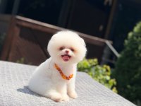 Yavru Pomeranian Boo Köpeklerimiz