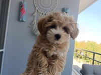 2 aylık dişi maltipoo