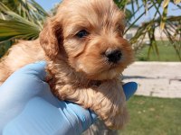 Maltipoo yavruları