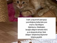3 aylık sarman kedimiz