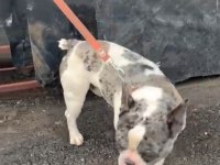 1.5 YAŞINDA ERKEK FRENCH BULLDOG SAFKAN MERLE AŞILI