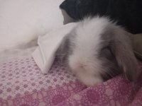 Hollanda lop tavşanı