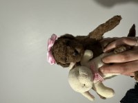 Kore kan poodle yavrumuz yeni ailesini arıyor