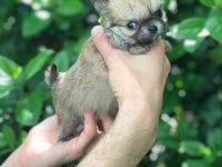 ÖZEL LONGHAİR MİKRO TEACUP CHİHUAHUA