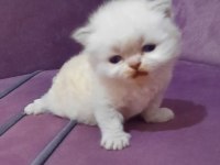Sevimli chinchilla yavrumuz