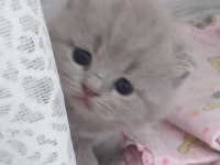 scottish fold yavrular sahiplendirilecektir