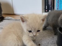 Son british shorthair yavrular yeni yuvalarını arıyoruz