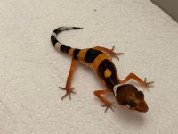 Moph garantili leopard gecko
