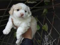 Yeni yuvalarına gitme hazır köpekler
