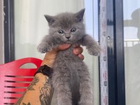 BRİTİSH SHORTHAİR GÜZELLİKLER YENİ YUVALARINI ARIYOR