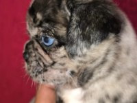 Egzotik Renk Pug Mops Yavruları